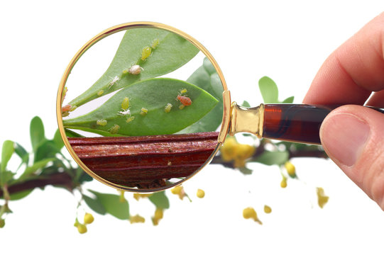 Aphid on a leaf a shrub - berberis