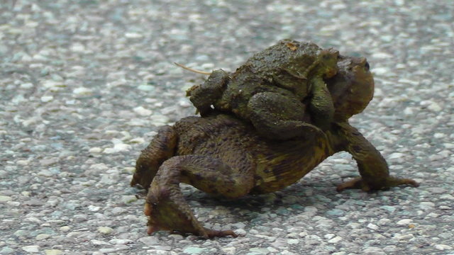 Erdkr&ouml;ten - Huckepack