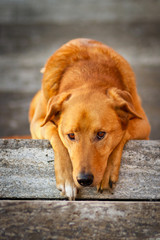 Mischlingshund traurig