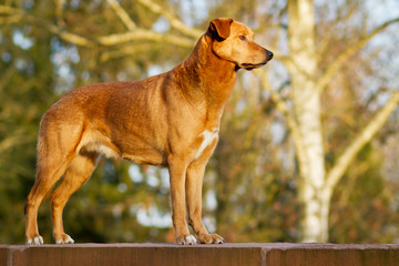 Mischlingshund stehend © hemlep