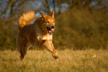 Mischlingshund in Bewegung