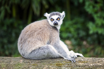 ring-tailed lemur in forest