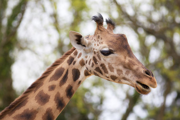 giraffe