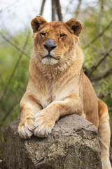 Obraz na płótnie Canvas lwica