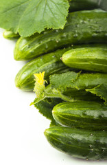 Cucumbers on a white background