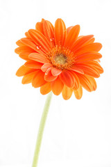 Gerber Flower. Orange gerbera flower close up photo.
