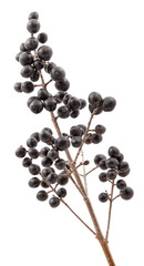 Privet berries.
