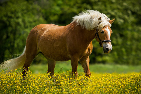 Haflinger