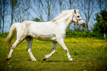 Connemara-Pony in Bewegung