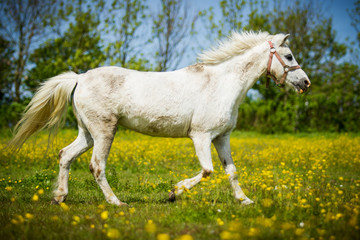 Connemara-Pony in Bewegung