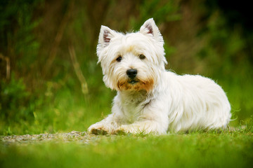 West Highland White Terrier