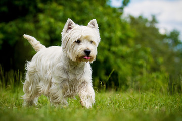 West Highland White Terrier
