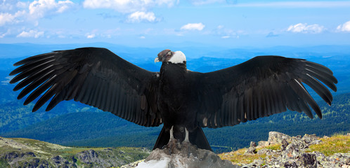 Andean condor   in wildness