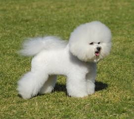 Bichon Frise dog