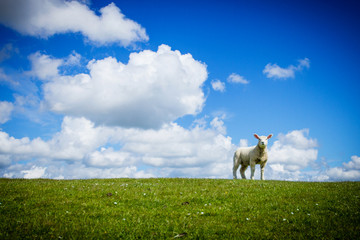 Fototapeta premium Lamm am Damm