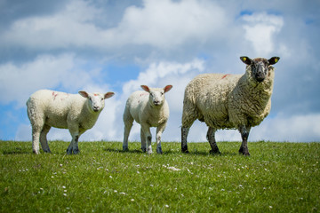 Schaf mit Jungtieren