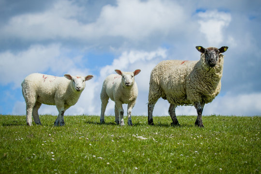 Schaf mit Jungtieren
