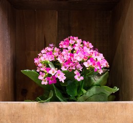 Little beautiful pink flowers