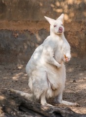 White wallaby in a zoo
