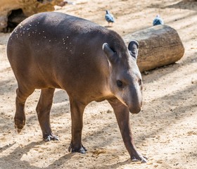 Tapir walking in a zoo