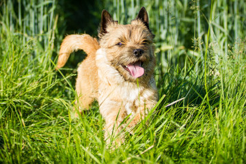 Cairn Terrier