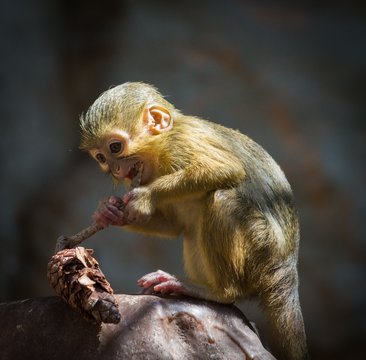 Little funny gabon talapoin