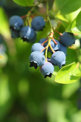 Naklejka premium Highbush blueberries