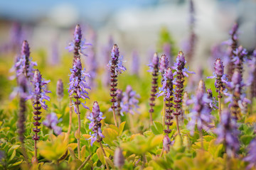 Bunch of lavender flowers, dried on the sun