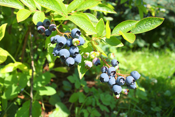 Naklejka premium Highbush blueberry plant