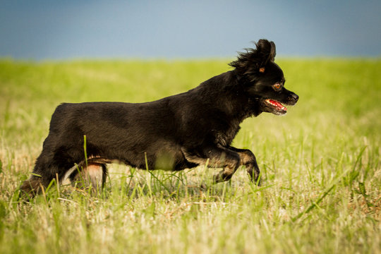 Chihuahua Mischling in Bewegung