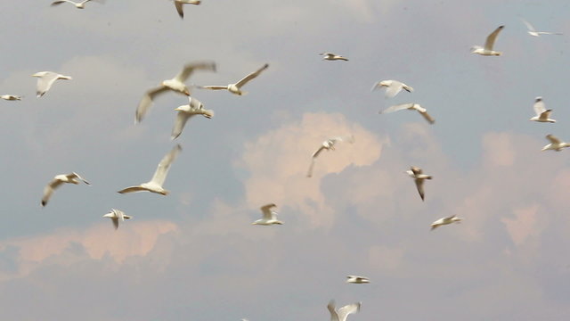 Caspian gulls, during the nesting season...