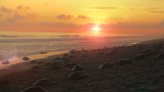 Thousands of sea turtles nesting