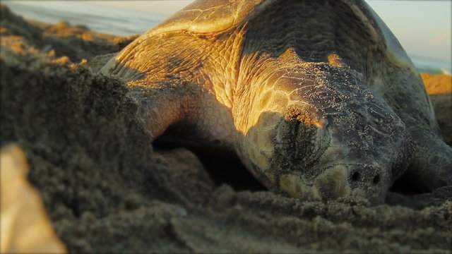 Sea turtle resting on the sand