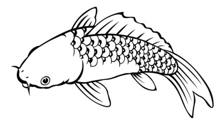carp fish on white background for coloring