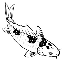 carp fish on white background for coloring