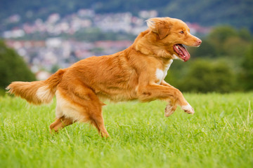 Nova Scotia Duck Tolling Retriever in Bewegung © hemlep
