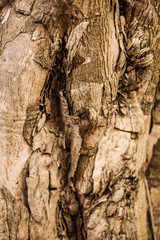 Tree Bark Texture
