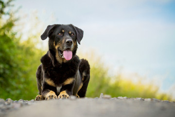 Mischlingshund