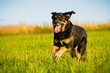 Mischlingshund in Bewegung