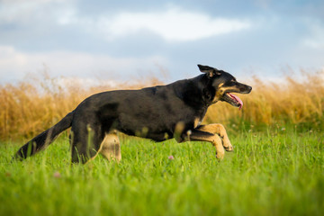 Mischlingshund in Bewegung