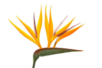 Strelitzia