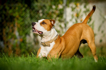 Staffordshire Bullterrier