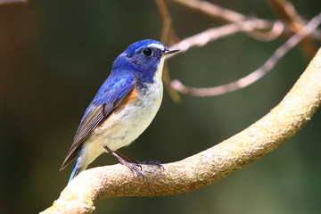 ルリビタキの雄