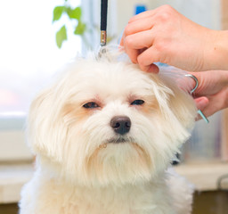 Grooming Maltese dog