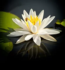 Foto auf Acrylglas Wasserlilien Water Lily