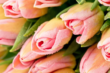 Naklejka premium Kolorowe tulipany