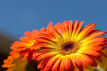 Gerber Daisy
