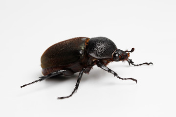 Beetle in White Background