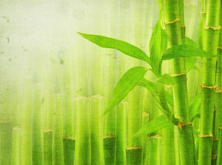 Obraz na płótnie Canvas grunge bamboo background
