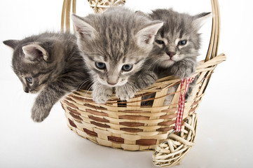 Fototapeta na wymiar Three kittens run from basket